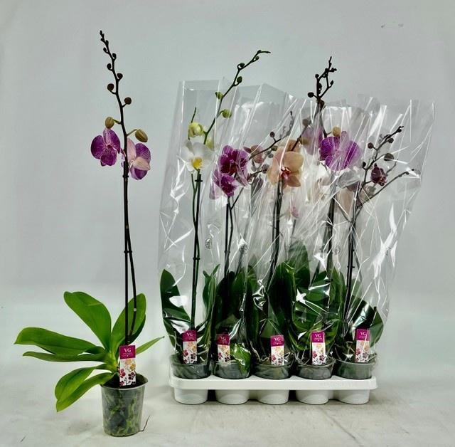 <h4>PHAL GEM</h4>