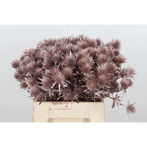 Eryn Magnetar Kl Bh Champagne