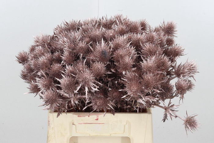 <h4>Eryn Magnetar Kl Bh Champagne</h4>