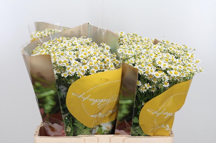 <h4>Tanacetum Pa Single Vegmo</h4>