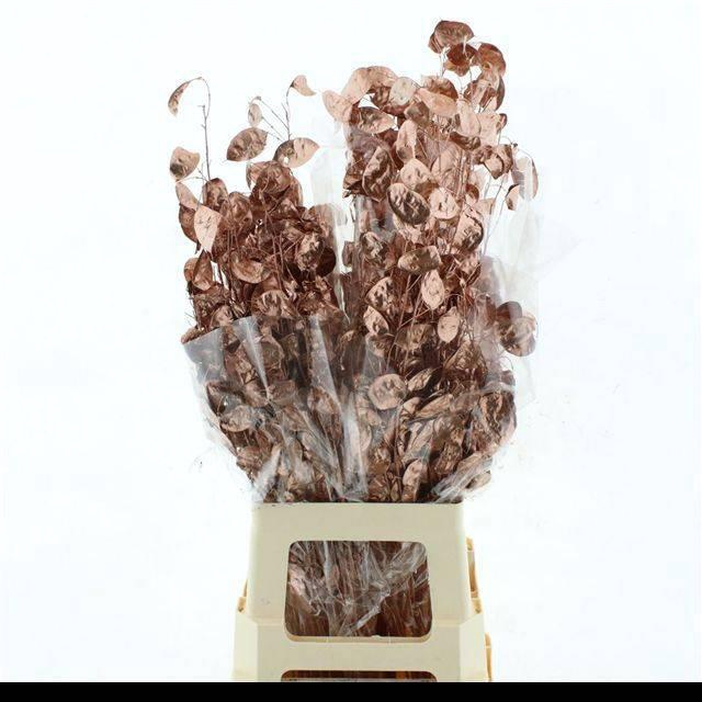 <h4>DROOGBL BEWERKT H%</h4>