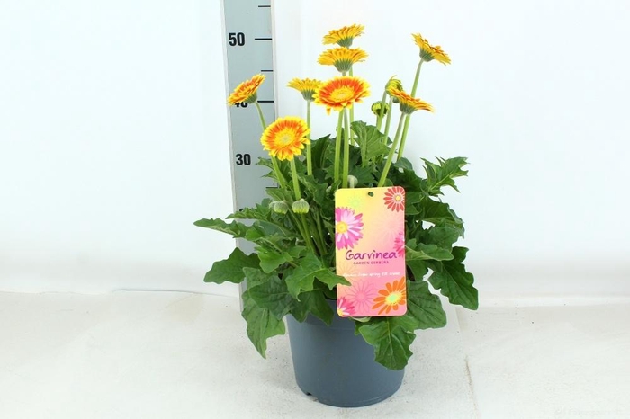 <h4>GERB GARVIN GEM</h4>