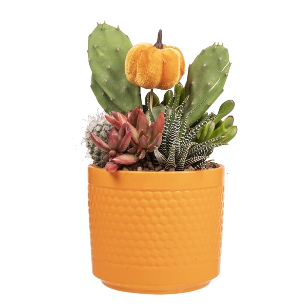 <h4>COMPOSITION CACTUS AND SUCCULENTS IN BUBBLE POT Ø12 ORANGE WITH PUMPKIN PICK-IN CARDBOARD BOX 13X13 CM</h4>