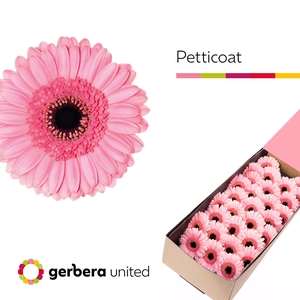 Germini Petticoat Half doos