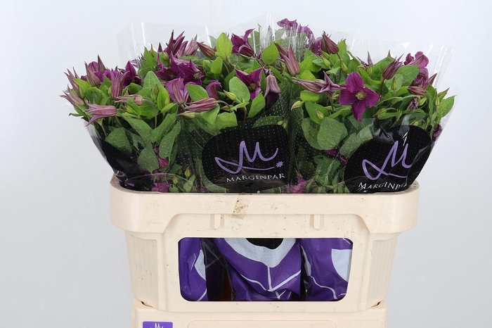 <h4>Clem Amazing Kyiv</h4>