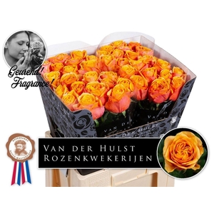 Rosa a grande fleur Liana Orange+