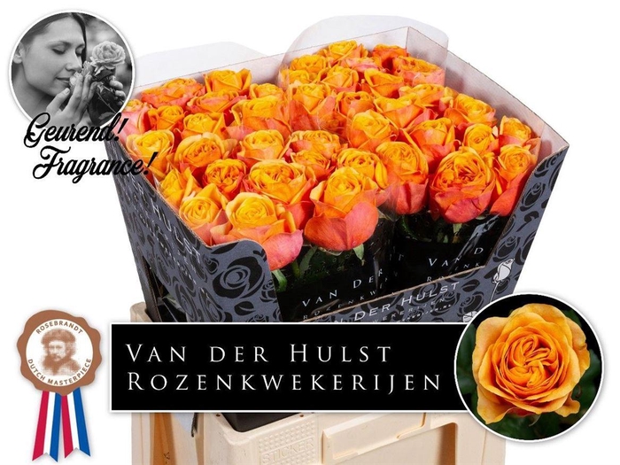 <h4>Rosa a grande fleur Liana Orange+</h4>