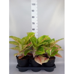 Aglaonema   ...
