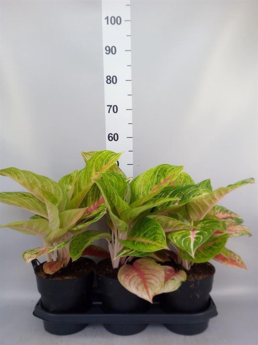 <h4>Aglaonema   ...</h4>
