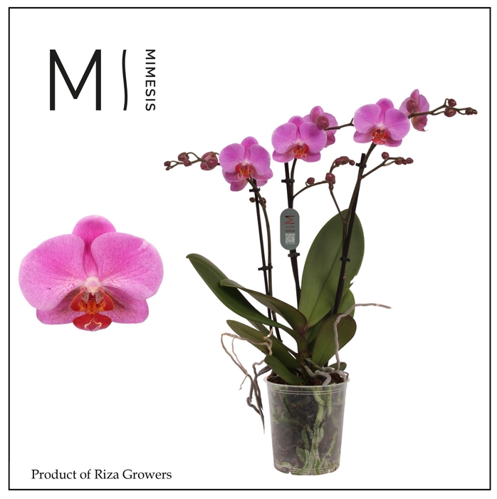 <h4>Phalaenopsis Fredrikstad 3 spike – 12cm | Mimesis</h4>