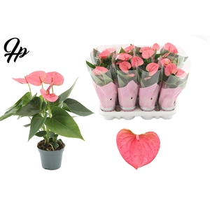 Anthurium 9 cm Sweet Dream in Couture sleeve