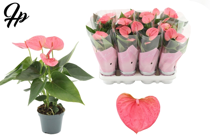 Anthurium 9 cm Sweet Dream in Couture sleeve