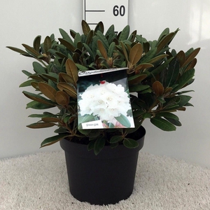 Rhodo. (Y) 'Porzellan' white