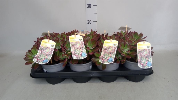 <h4>Echeveria pulvinata 'Devotion'</h4>