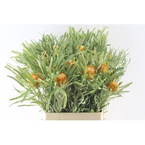 Banksia Dryandra