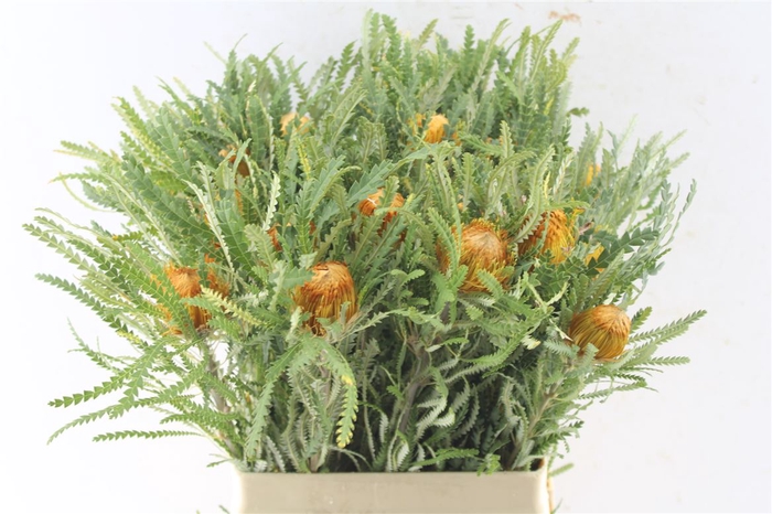 <h4>Banksia Dryandra</h4>
