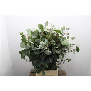 Euc Populus Blad Fr