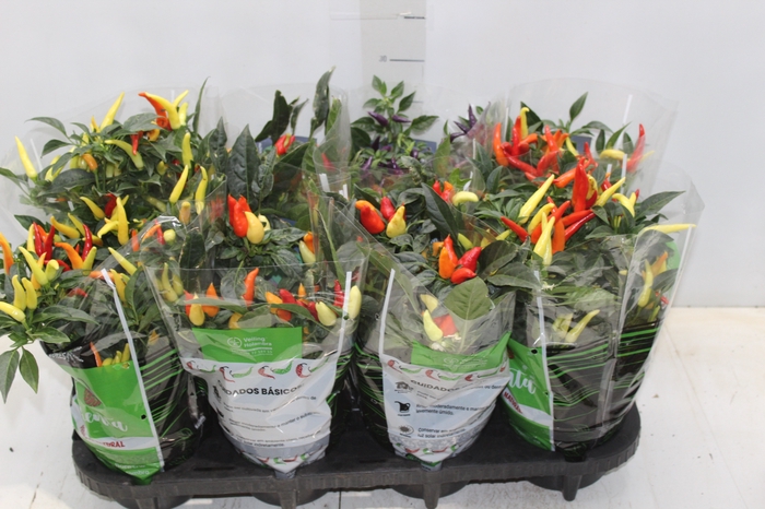 <h4>PIMENTA P14</h4>