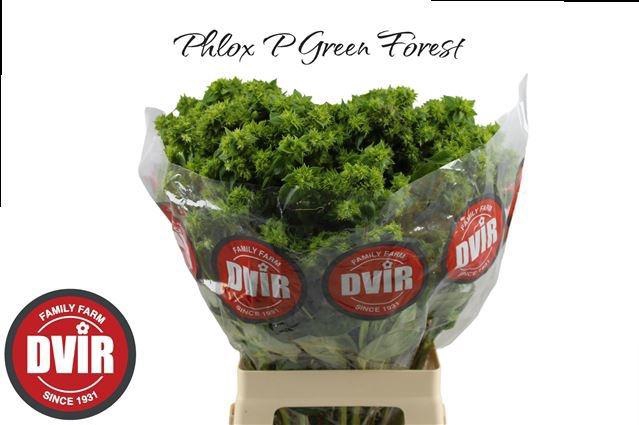<h4>PHLOX P GREEN FOREST</h4>