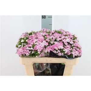 Dianthus Br Am Rose Magic