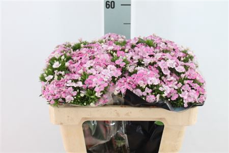 <h4>Dianthus Br Am Rose Magic</h4>