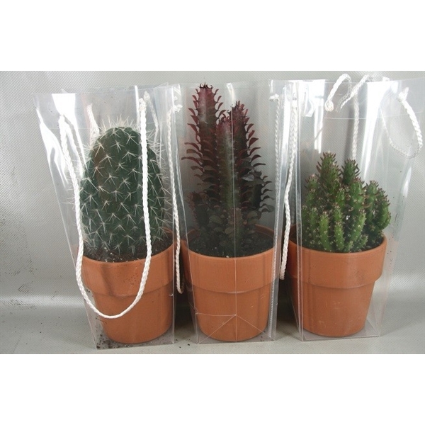 <h4>2533 10,5 cm Rozenpot draagtas cac</h4>