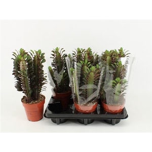 Euphorbia trigona 'Rubra'