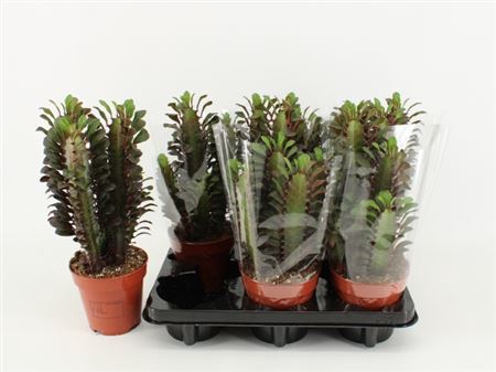 <h4>Euphorbia trigona 'Rubra'</h4>