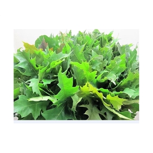 Eikenblad ( Quercus ) Naturel