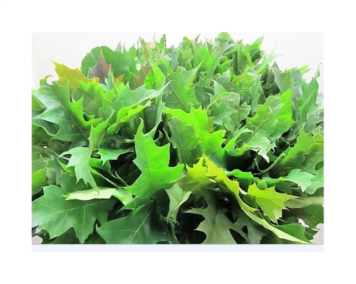 <h4>Eikenblad ( Quercus ) Naturel</h4>