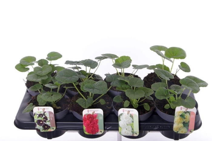 <h4>Alcea rosea</h4>