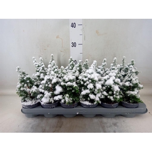 Chamaecyparis thyo. 'Top Point'