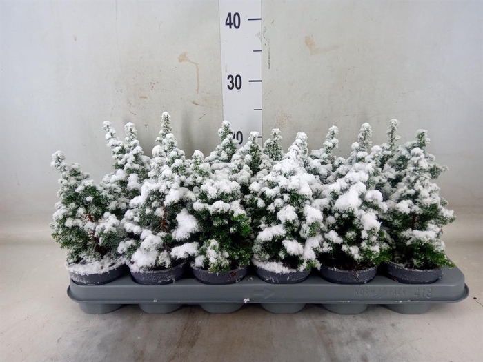 <h4>Chamaecyparis thyo. 'Top Point'</h4>