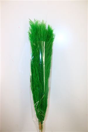 Dried Cortaderia Dadang Light Green 110cm