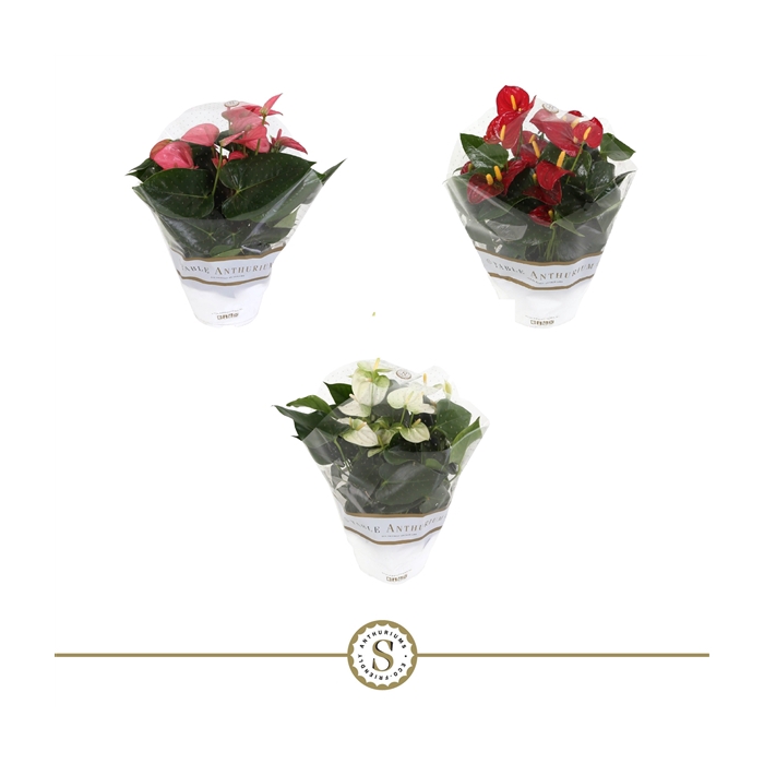<h4>Table Anthurium Schaal Mix</h4>