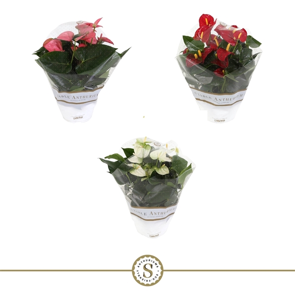 <h4>Table Anthurium Schaal Mix</h4>