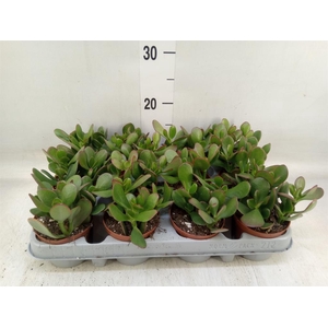 Crassula ovata 'Sunset'