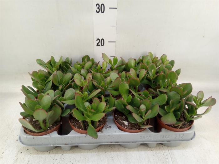 <h4>Crassula ovata 'Sunset'</h4>