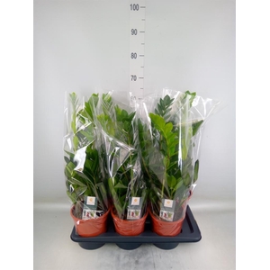 Zamioculcas zamiifolia