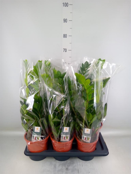 <h4>Zamioculcas zamiifolia</h4>