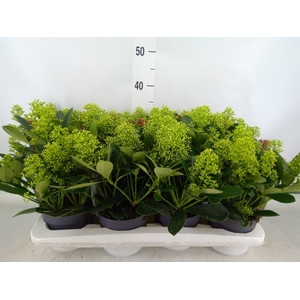 Skimmia jap.