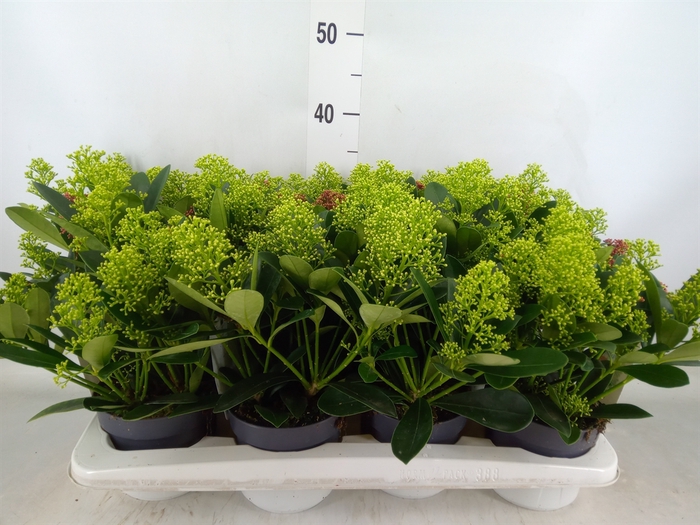 <h4>Skimmia jap.</h4>