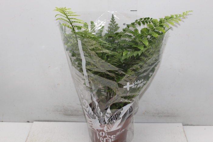 <h4>ASPLENIUM PARVATI P17</h4>