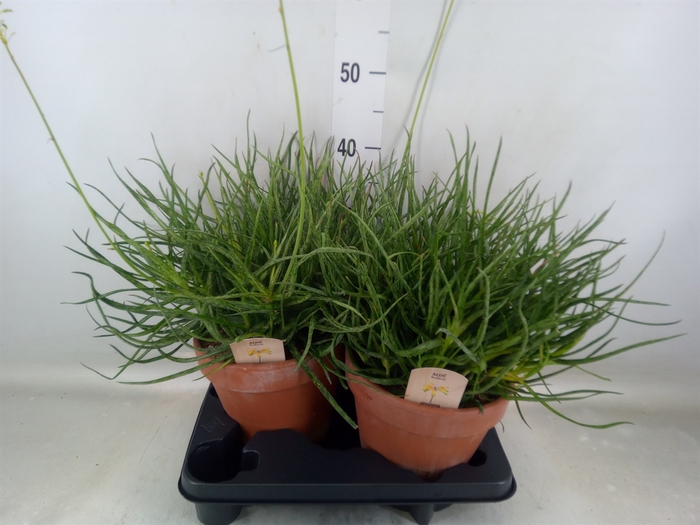 <h4>Aloe   ...</h4>
