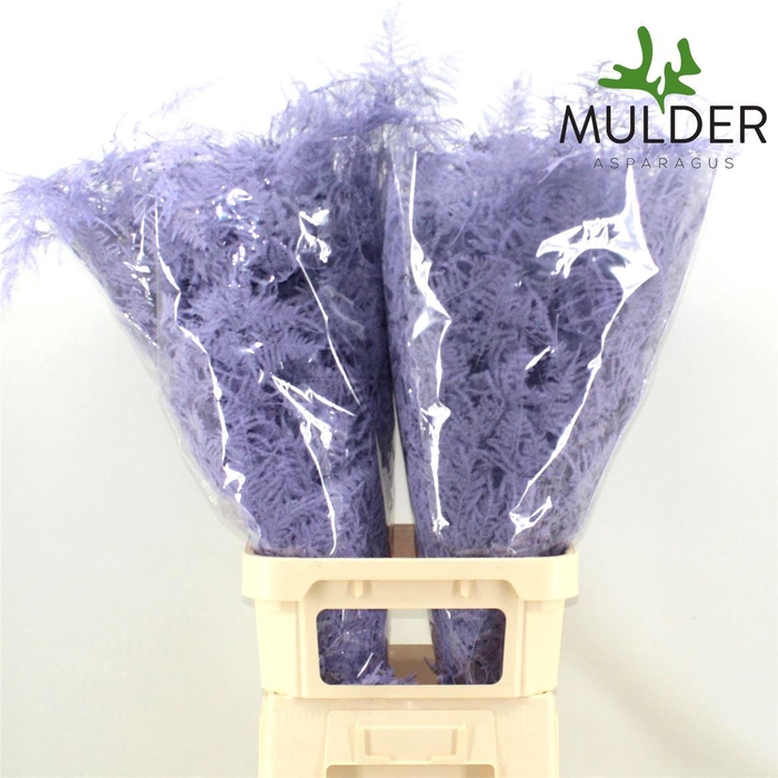 Asp Klb H% L. Getopt Light Violet