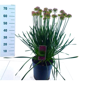 Allium Millenium