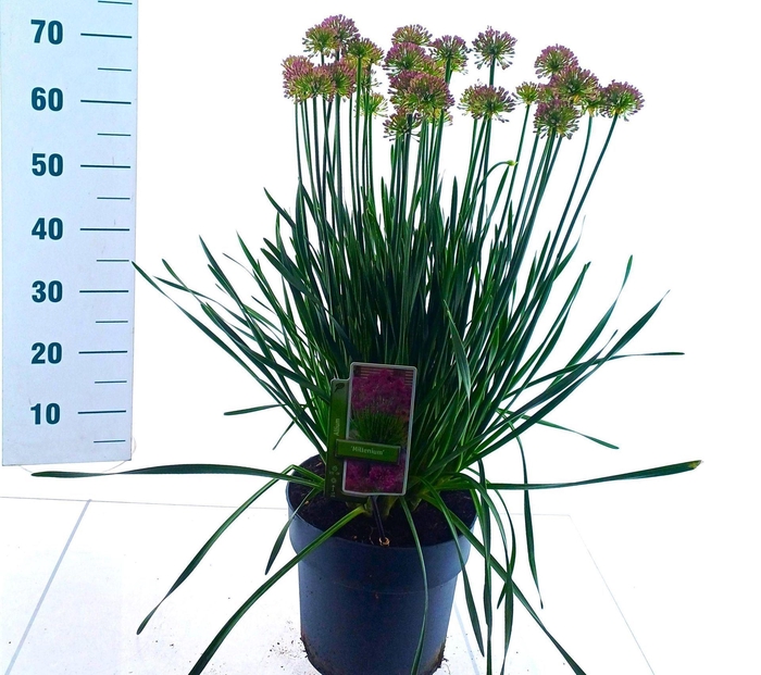 <h4>Allium Millenium</h4>