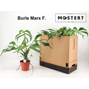 MONSTERA OV