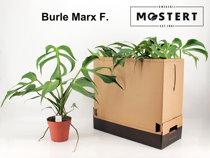 <h4>MONSTERA OV</h4>