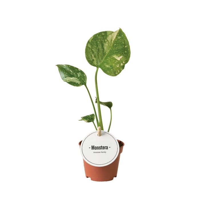 Monstera